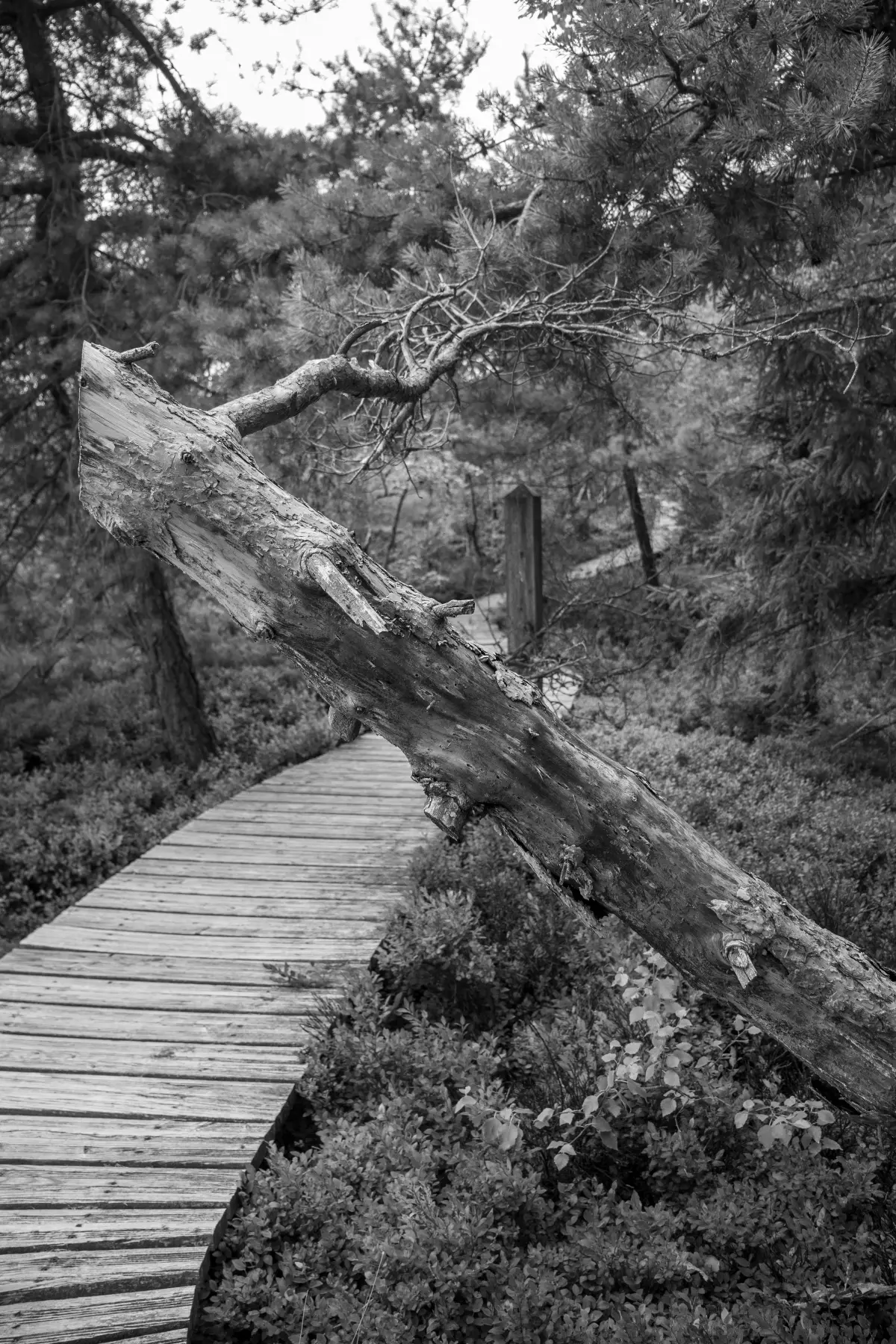 Passerelle de bois en forêt, en noir et blanc
